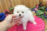 AKC Fibby White female Pom - 5 lbs as adult, a female Pomeranian for sale in Evans, WA – 3 of 10