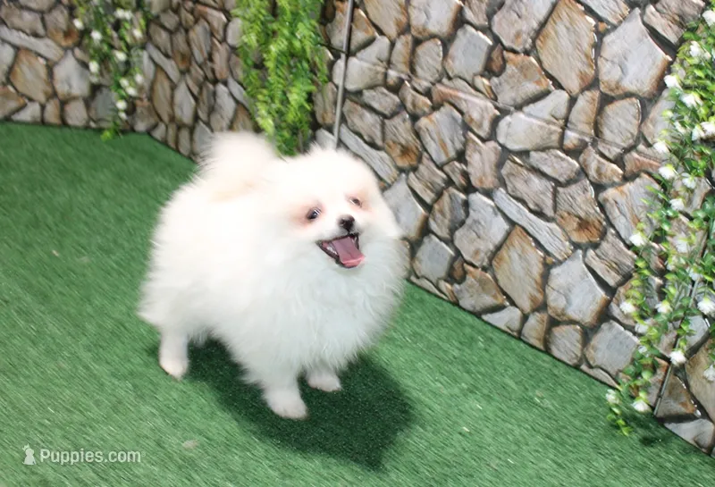 AKC Pupsik white male Pom - 8+ lbs as adult – Pomeranian puppy for sale in Colville, WA