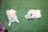 AKC Lenar - White male - 7+lbs, a male Pomeranian for sale in Colville, WA – Photo 8 of 10