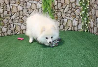 AKC Lenar - White male - 7+lbs, a male Pomeranian for sale in Colville, WA – Photo 2 of 10