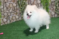 AKC Lenar - White male - 7+lbs, a male Pomeranian for sale in Colville, WA – Photo 5 of 10