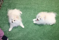 AKC Lenar - White male - 7+lbs, a male Pomeranian for sale in Colville, WA – Photo 7 of 10