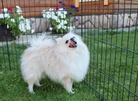 AKC Lenar - White male - 7+lbs, a male Pomeranian for sale in Colville, WA – Photo 9 of 10