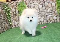 AKC Lenar - White male - 7+lbs, a male Pomeranian for sale in Colville, WA – Photo 3 of 10
