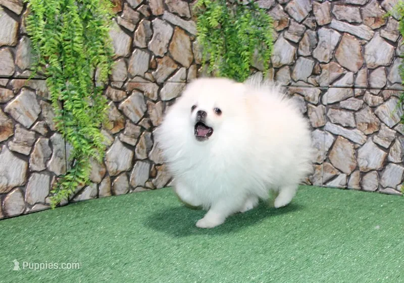 AKC Lenar - White male - 7+lbs