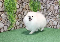AKC Lenar - White male - 7+lbs, a male Pomeranian for sale in Colville, WA – Photo 1 of 10
