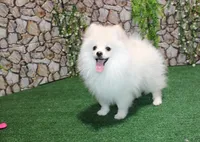 AKC Lenar - White male - 7+lbs, a male Pomeranian for sale in Colville, WA – Photo 4 of 10