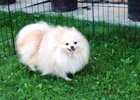 AKC Lenar - White male - 7+lbs, a male Pomeranian for sale in Colville, WA – Photo 10 of 10