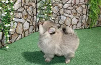 AKC Krosh Sable Pom 6 lbs as adult, a male Pomeranian for sale in Evans, WA – 4 of 9