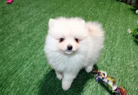 AKC Marik - Cream Pom boy 4 lb, a male Pomeranian for sale in Colville, WA – Photo 4 of 10