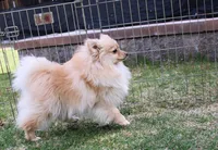 AKC Marik - Cream Pom boy 4 lb, a male Pomeranian for sale in Colville, WA – Photo 9 of 10