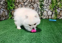 AKC Marik - Cream Pom boy 4 lb, a male Pomeranian for sale in Colville, WA – Photo 5 of 10