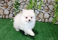 AKC Marik - Cream Pom boy 4 lb, a male Pomeranian for sale in Colville, WA – Photo 3 of 10