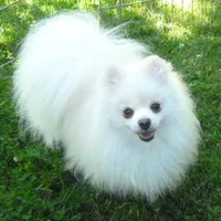 AKC Marik - Cream Pom boy 4 lb, a male Pomeranian for sale in Colville, WA – Photo 10 of 10