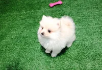 AKC Marik - Cream Pom boy 4 lb, a male Pomeranian for sale in Colville, WA – Photo 6 of 10