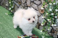 AKC Marik - Cream Pom boy 4 lb, a male Pomeranian for sale in Colville, WA – Photo 2 of 10