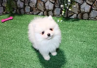 AKC Marik - Cream Pom boy 4 lb, a male Pomeranian for sale in Colville, WA – Photo 7 of 10