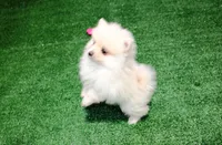 AKC Marik - Cream Pom boy 4 lb, a male Pomeranian for sale in Colville, WA – Photo 8 of 10