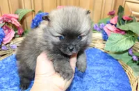 AKC Bermut Red Sable male Pomeranian - 6 pounds as adult, a male Pomeranian for sale in Evans, WA – 2 of 7