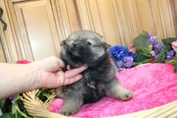 AKC Dina - Red Sable Female Pom 8+ lbs, a female Pomeranian for sale in Colville, WA – 4 of 8