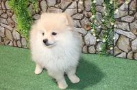 AKC Lark Cream male - 8+ lbs as adult, a male Pomeranian for sale in Evans, WA – 6 of 8