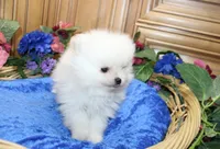 AKC Dariy - White male Pom - 5 lbs as adult, a male Pomeranian for sale in Colville, WA – 2 of 7