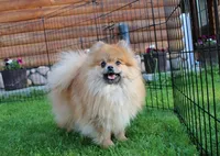 AKC Brik Red Boy - 5.5lbs, a male Pomeranian for sale in Colville, WA – Photo 8 of 9