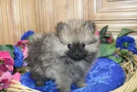 AKC Brik Red Boy - 5.5lbs, a male Pomeranian for sale in Colville, WA – Photo 2 of 9