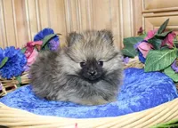 AKC Brik Red Boy - 5.5lbs, a male Pomeranian for sale in Colville, WA – Photo 3 of 9