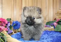 AKC Brik Red Boy - 5.5lbs, a male Pomeranian for sale in Colville, WA – Photo 7 of 9