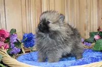 AKC Brik Red Boy - 5.5lbs, a male Pomeranian for sale in Colville, WA – Photo 4 of 9