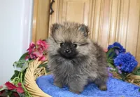 AKC Brik Red Boy - 5.5lbs, a male Pomeranian for sale in Colville, WA – Photo 6 of 9