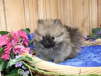 AKC Brik Red Boy - 5.5lbs, a male Pomeranian for sale in Colville, WA – Photo 5 of 9