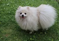 AKC Brik Red Boy - 5.5lbs, a male Pomeranian for sale in Colville, WA – Photo 9 of 9