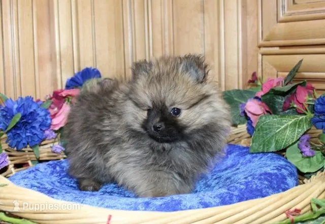 AKC Brik Red Boy - 5.5lbs, a male Pomeranian for sale in Colville, WA – Photo 1 of 9