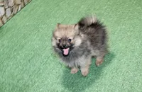 AKC Dunka - Red Sable Female Pom - 5.5 lbs as adult, a female Pomeranian for sale in Colville, WA – 5 of 7