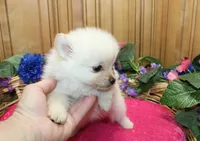 AKC Falina Cream female Pom - 4.5 lbs as adult, a female Pomeranian for sale in Evans, WA – 5 of 10