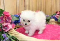 AKC Fasya White female Pomeranian - 4 lbs as adult, a female Pomeranian for sale in Evans, WA – 8 of 10