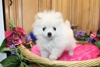 AKC Sasha - White female Pom - 5 lbs as adult, a female Pomeranian for sale in Colville, WA – 3 of 6