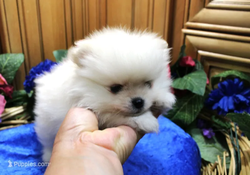 AKC Dalar - White male Pom - 5 lbs as adult – Pomeranian puppy for sale in Colville, WA