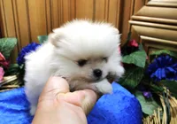 AKC Dalar - White male Pom - 5 lbs as adult, a male Pomeranian for sale in Colville, WA – 1 of 5