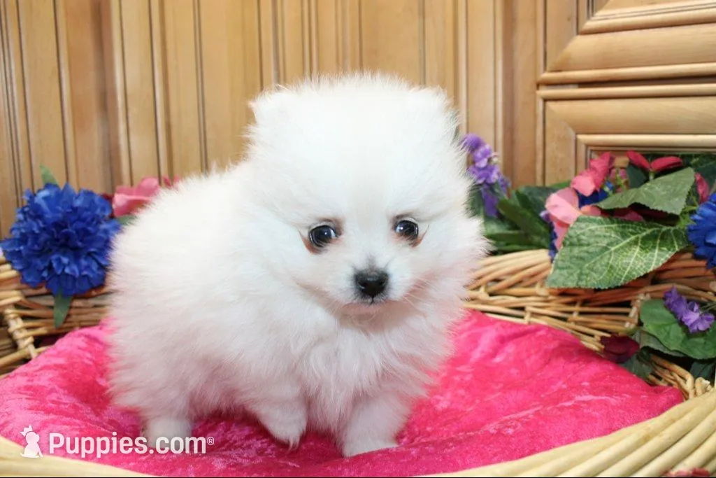 AKC Pom Mariana Girl - 4 lbs, a female Pomeranian for sale in Colville, WA – Photo 3 of 10