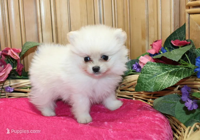 AKC Fasya White female Pomeranian - 4 lbs as adult – Pomeranian puppy for sale in Evans, WA