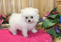 AKC Fasya White female Pomeranian - 4 lbs as adult, a female Pomeranian for sale in Evans, WA – 1 of 10