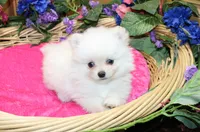 AKC Fenya White female Pom - 4.5 pounds as adult, a female Pomeranian for sale in Evans, WA – 7 of 10