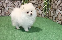 AKC Petunia - White Female - 5.5 pounds, a female Pomeranian for sale in Colville, WA – 4 of 6