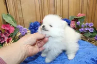 AKC Dariy - White male Pom - 5 lbs as adult, a male Pomeranian for sale in Colville, WA – 7 of 7