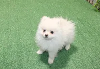 AKC Perl White male - 5.5 lbs as adult, a male Pomeranian for sale in Colville, WA – 4 of 6