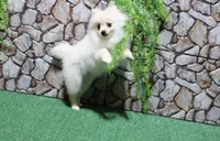 AKC Sasha - White female Pom - 5 lbs as adult, a female Pomeranian for sale in Evans, WA – 3 of 8