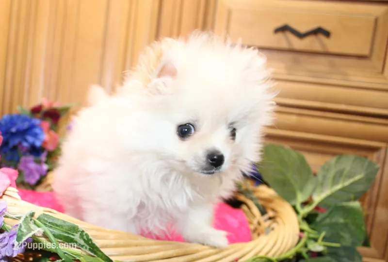AKC Sasha - White female Pom - 5 lbs as adult – Pomeranian puppy for sale in Colville, WA